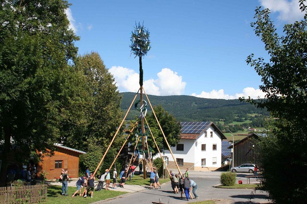 Foto zum Bericht „27-Meter-Baum steht in Ried“ (1 von 2)